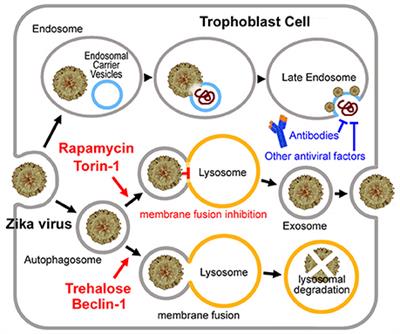 Trehalose May Decrease the Transmission of Zika Virus to the Fetus by Activating Degradative Autophagy